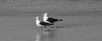RZ0407_Panorama_BW_120x48cm_sRGB_150dpi.jpg