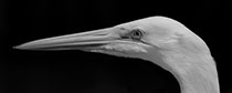 RZ3425_Panorama_BW_170x68cm_sRGB_150dpi.jpg